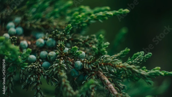 Obraz christmas tree branches