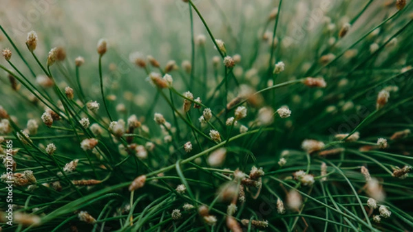 Obraz grass in the wind