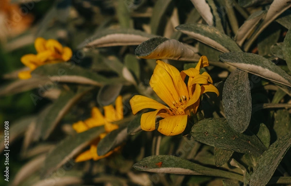 Obraz yellow lily flower