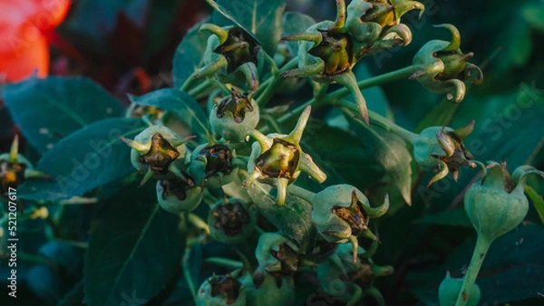 Obraz fish in aquarium