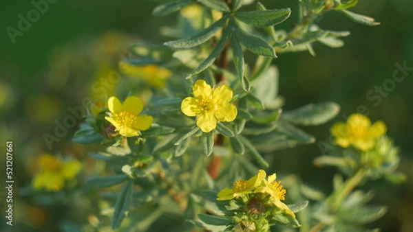 Obraz yellow flowers