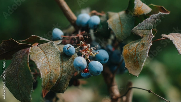 Obraz acorns on the tree