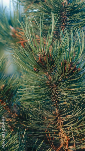 Obraz close up of pine needles
