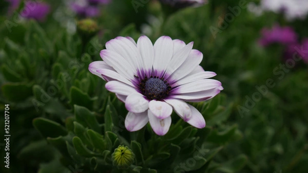 Obraz pink cosmos flower