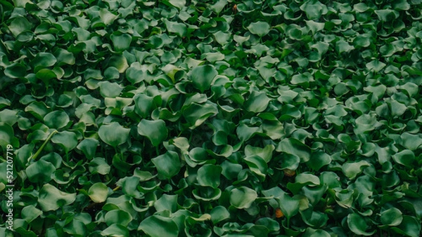 Obraz green leaves background