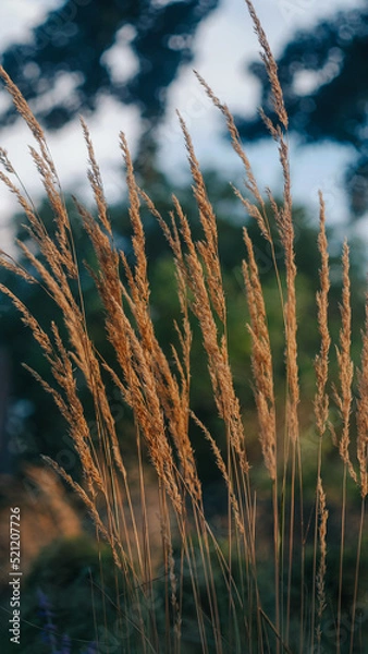 Obraz grass in the wind