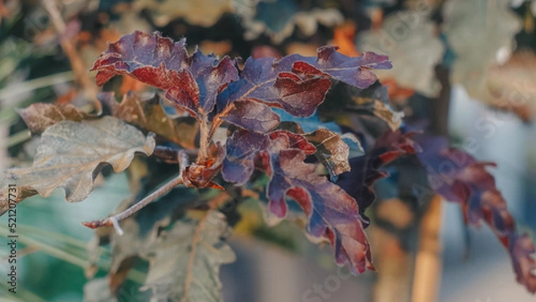 Obraz red grape leaves