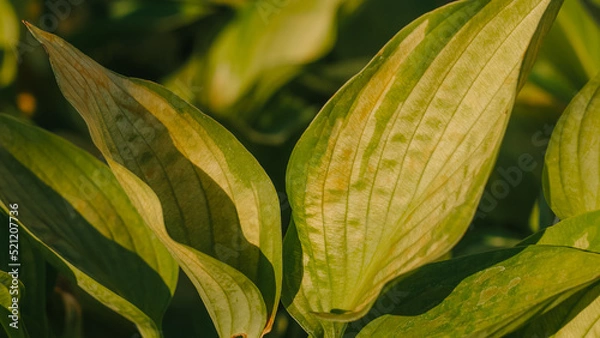 Obraz green leaves background