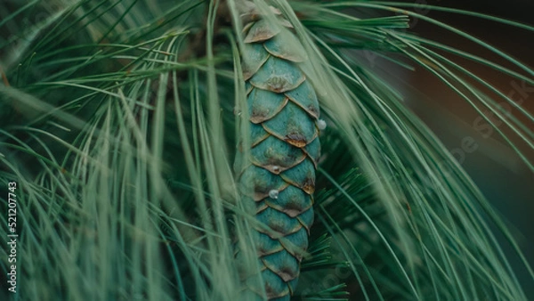 Obraz green wheat field