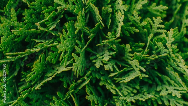 Obraz green fern background