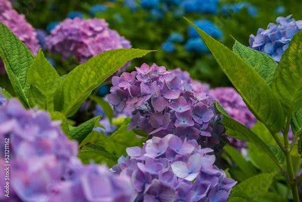 Fototapeta 紫のアジサイとアジサイの葉