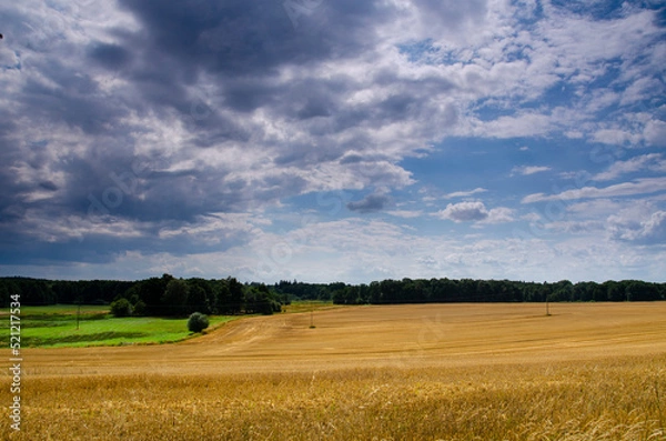 Obraz Sunny day on the beafutiful field