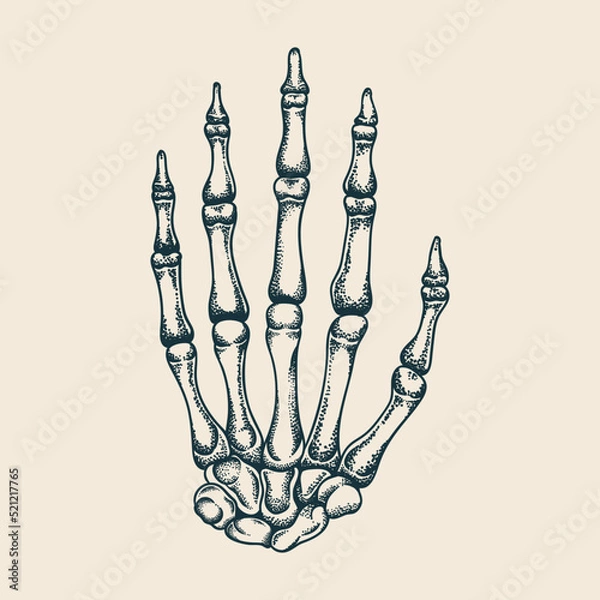 Fototapeta Hand Bones Vector Illustration