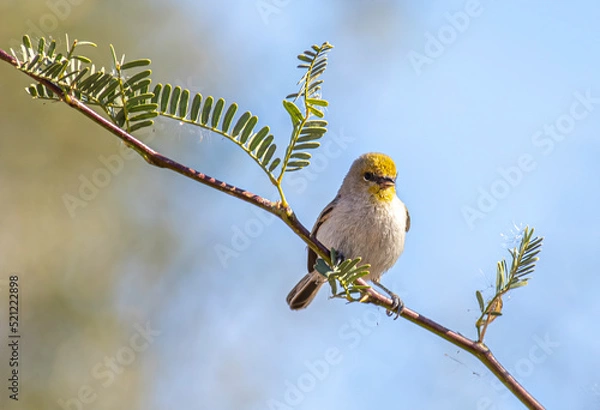 Fototapeta A verdin bird perched on a desert tree branch 