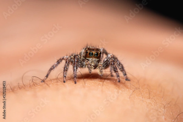 Fototapeta Jumping spiders on human skin, active during the day eat different types of small insects ,Small exotic pets, macro closeup
