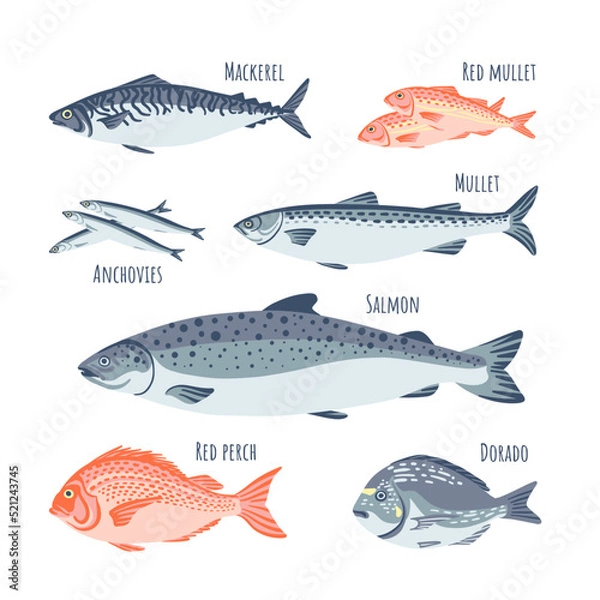 Fototapeta Fish set flat style salmon, dorado, red mullet, anchovies, mullet, red perch, mackerel. Vector illustration