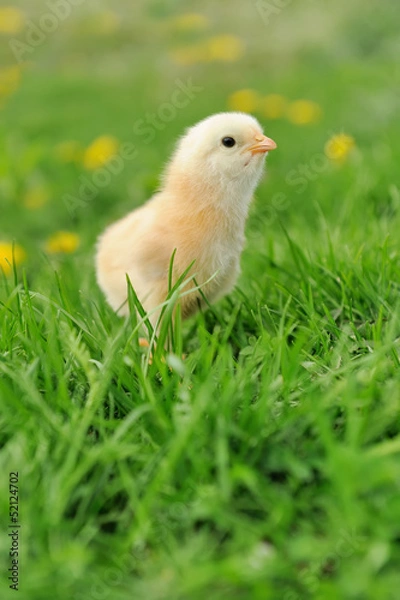 Fototapeta Little chicken