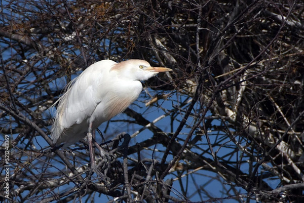 Obraz Héron garde boeufs