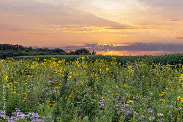 Fototapeta A colorful planted prairie at sunset with a corn field in the background.
