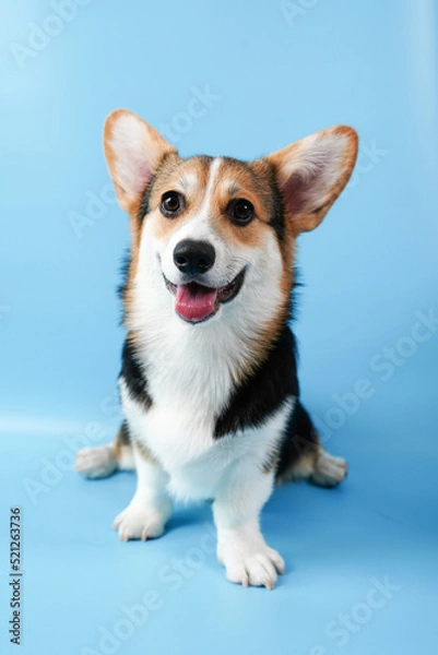 Fototapeta Corgi smile