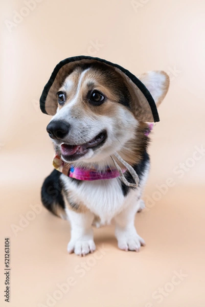 Obraz Corgi puppy with cap
