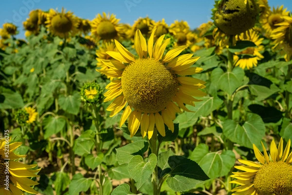 Obraz Sunflower in the field