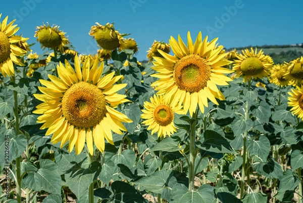Obraz Sunflower in the field