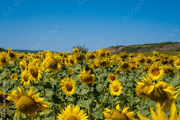 Obraz Sunflower in the field