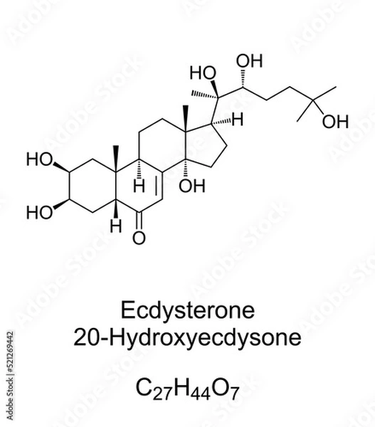 Fototapeta Ecdysterone, chemical formula and structure. 20-Hydroxyecdysone, 20E, one of the most common molting hormones in insects. Used in bodybuilding as steroid hormone to enhance the physical performance.