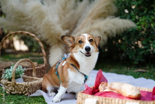 Obraz corgi puppy