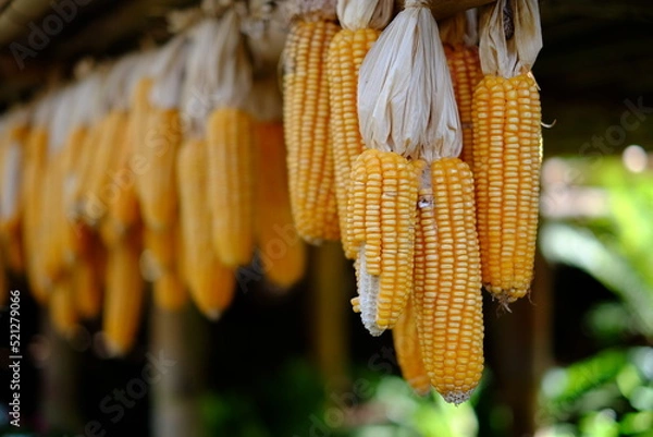 Obraz corn on the cob
