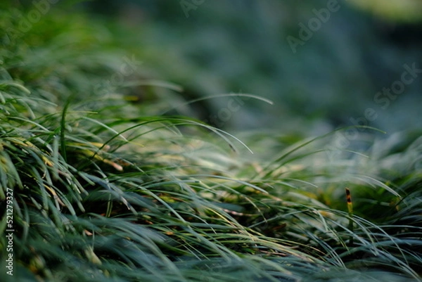 Obraz dew on grass