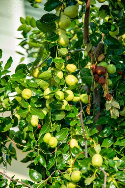 Fototapeta Jujube Tree