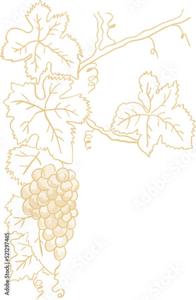 Obraz VID RACIMO DE UVA