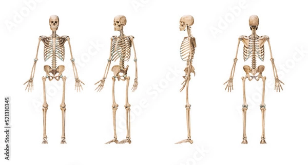 Fototapeta Accurate human skeletal system with adult male skeleton isolated on white background 3D rendering illustration. Anterior, lateral and posterior view. Anatomy, medical, osteology, science concept.
