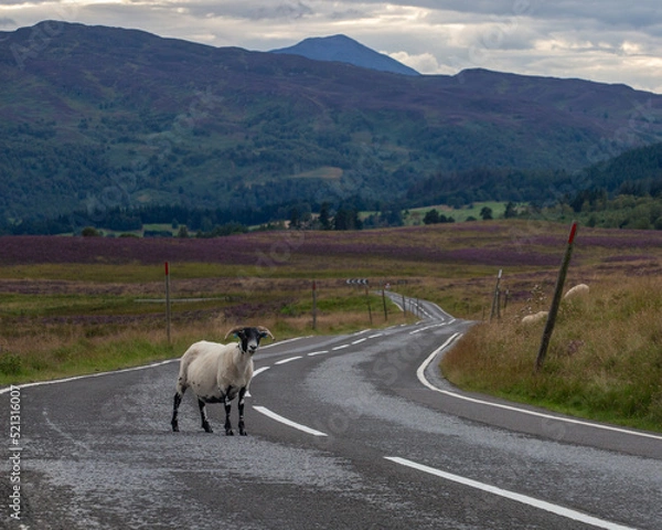 Obraz Sheep on Hill Road