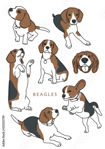 Fototapeta Beagle Vector Collection Different Poses