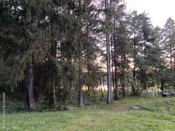 Obraz spring in the park