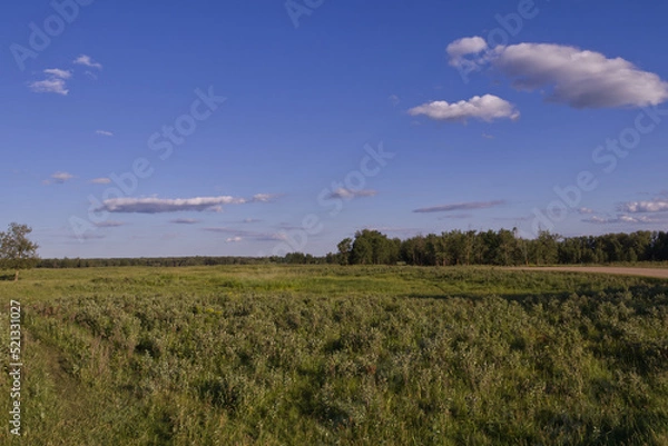 Fototapeta A Summer Evening at Elk Island National Park
