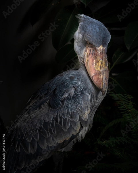 Fototapeta ハシビロコウ