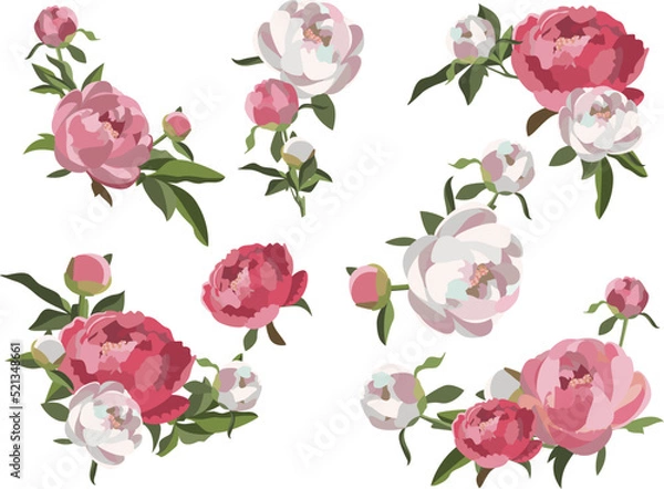 Obraz Set of peony floral compositions, white and pink flowers with greenery. Wedding card decoration. Romantic background.