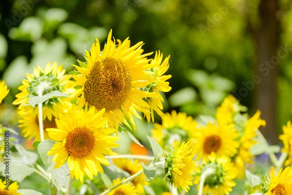 Fototapeta ひまわり畑　奈良県馬見丘陵公園
