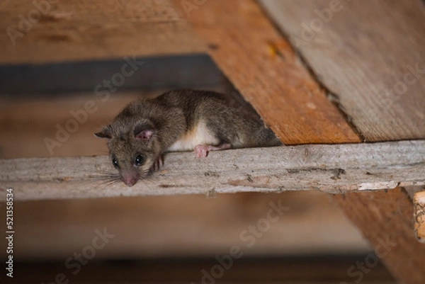 Fototapeta Siebenschläfer
