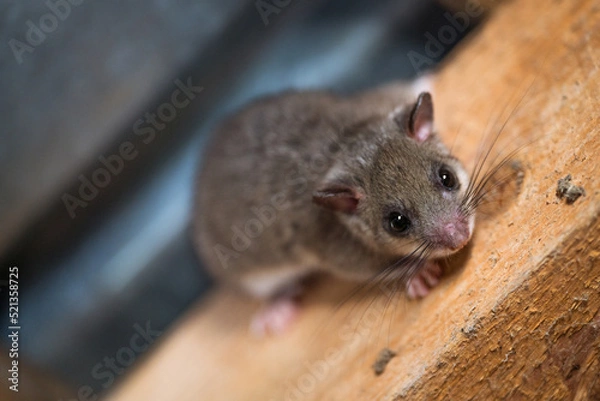 Fototapeta Siebenschläfer