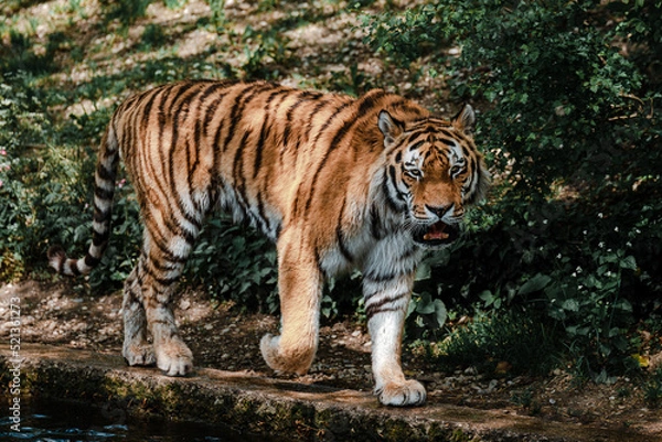 Fototapeta Tiger im Zoo