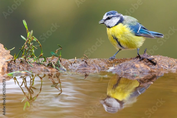 Obraz Mallerenga blava