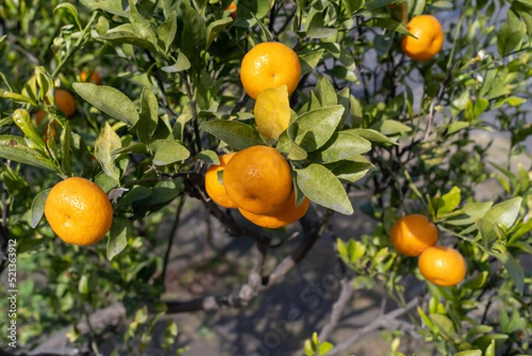 Fototapeta 桜島のみかんの木　クローズアップ