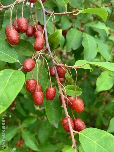 Fototapeta elaeagnus multiflora, cherries on a tree