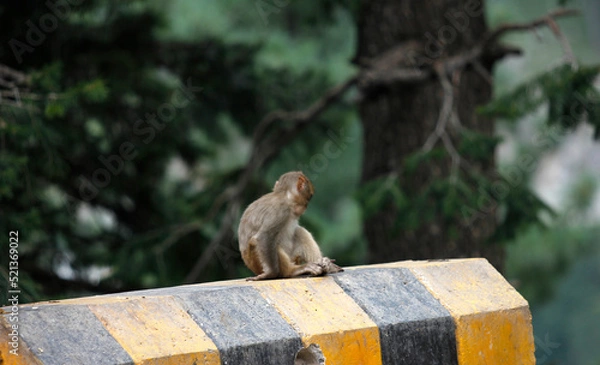 Obraz Monkey having food