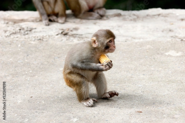 Obraz Monkey having food
